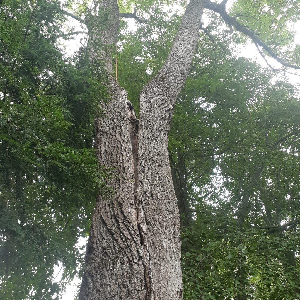A black walnut tree is splitting down the middle of its trunk.