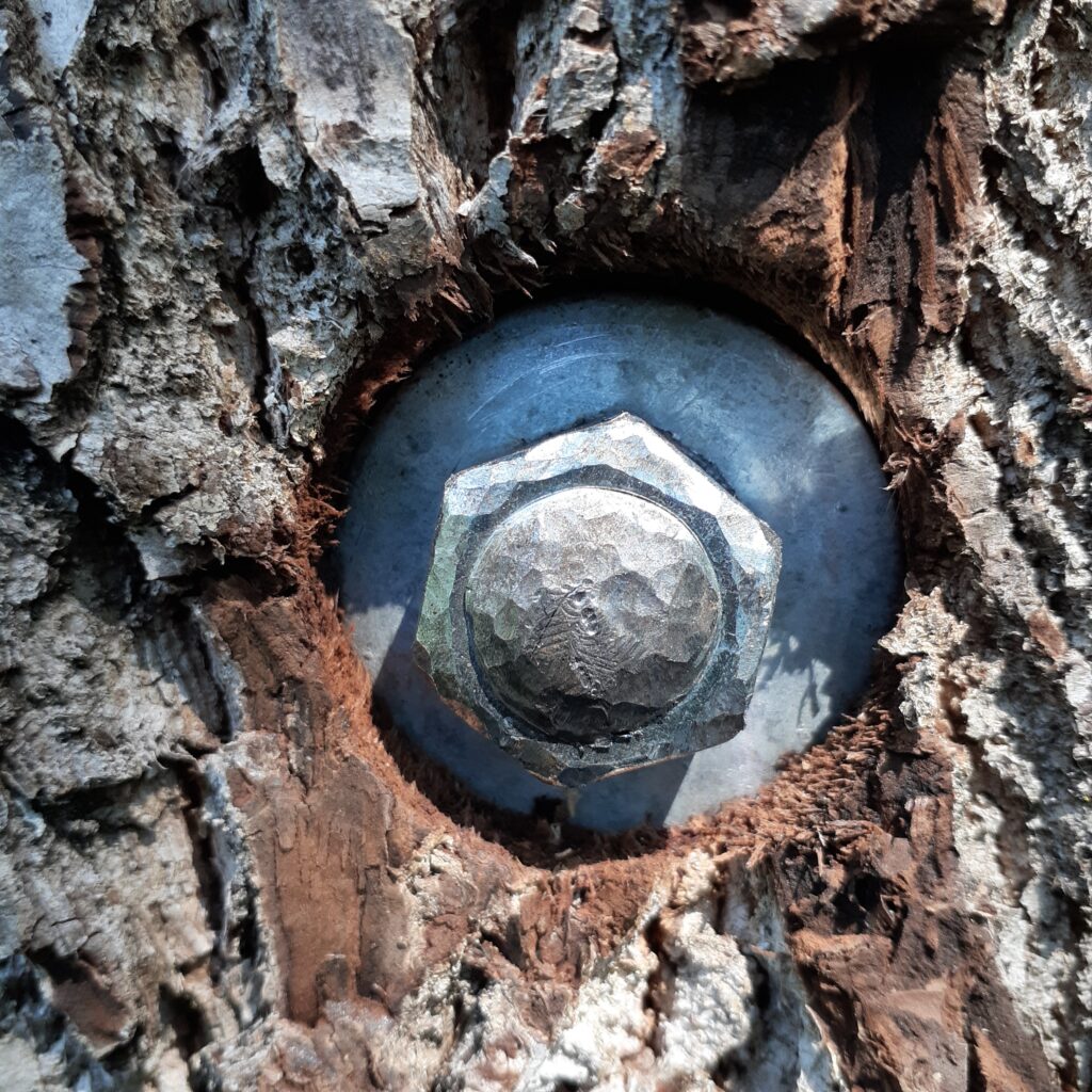A washer and nut are nested inside tree bark.