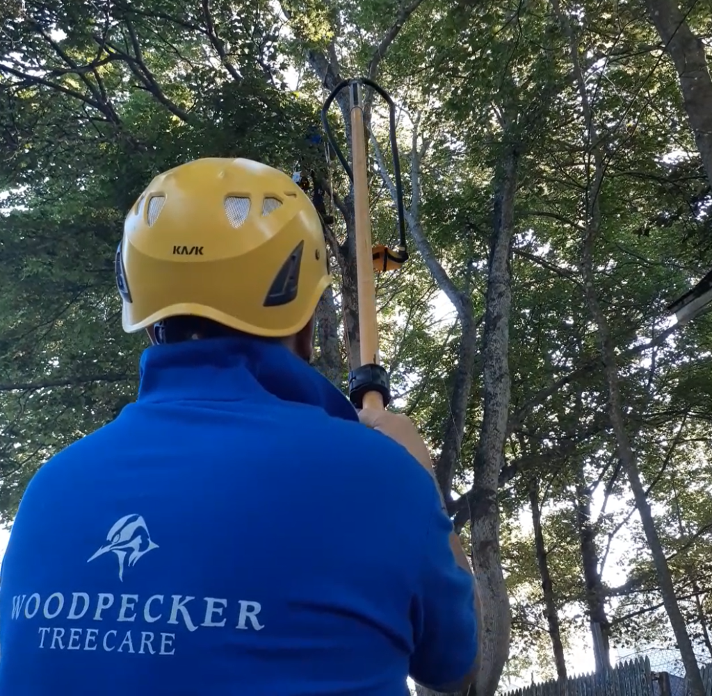 A person aims a big shot into the canopy of a tree. They are wearing a yellow helmet and blue shirt with a Woodpecker Tree Care logo on it.