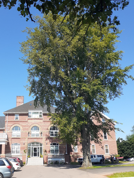 A beautiful American Elm shades the building now owned by Killam Properties