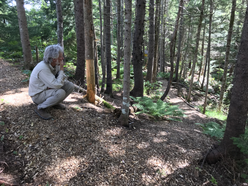 Norm crouches and looks at the base of a tree trunk.