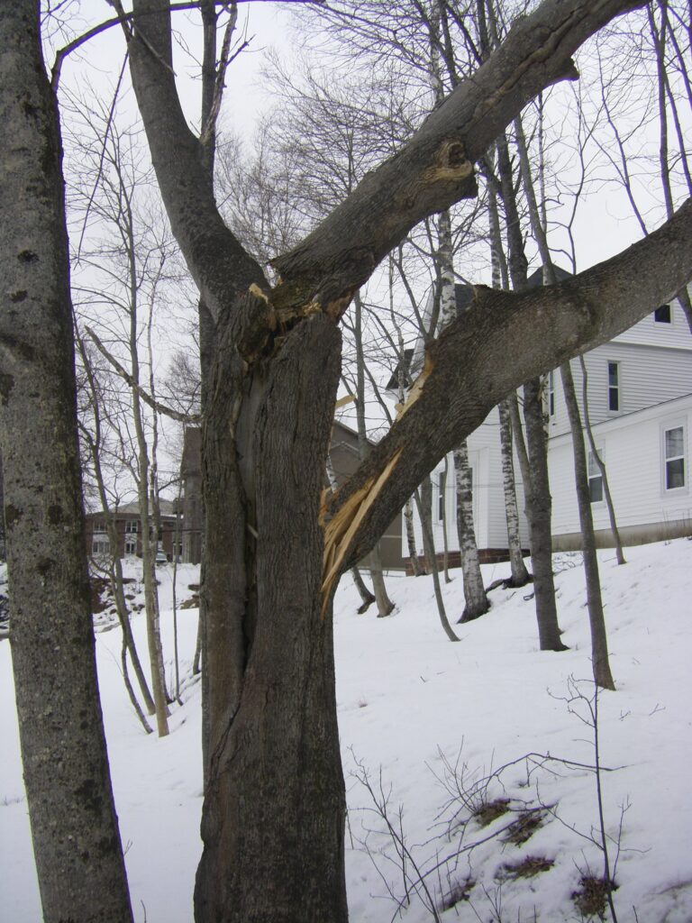 A tree is split in two places.