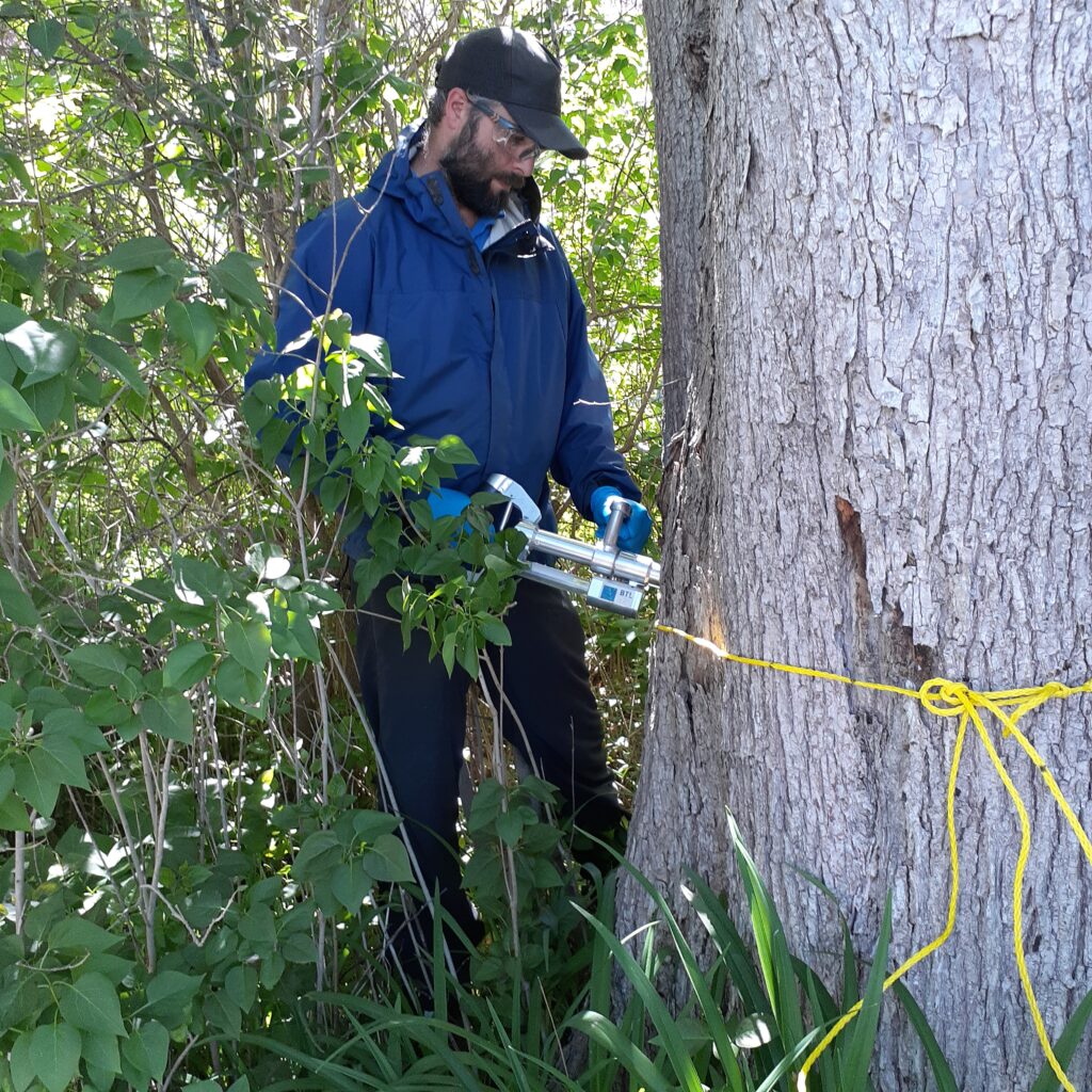 Rory Fraser injects an elm tree with the DutchTrig vaccine.