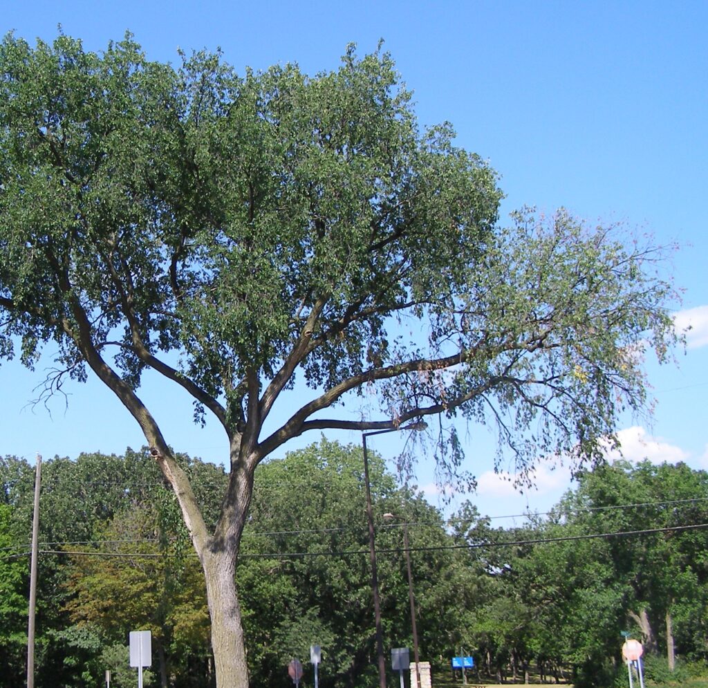 An elm tree with a branch infected with Dutch Elm Disease.