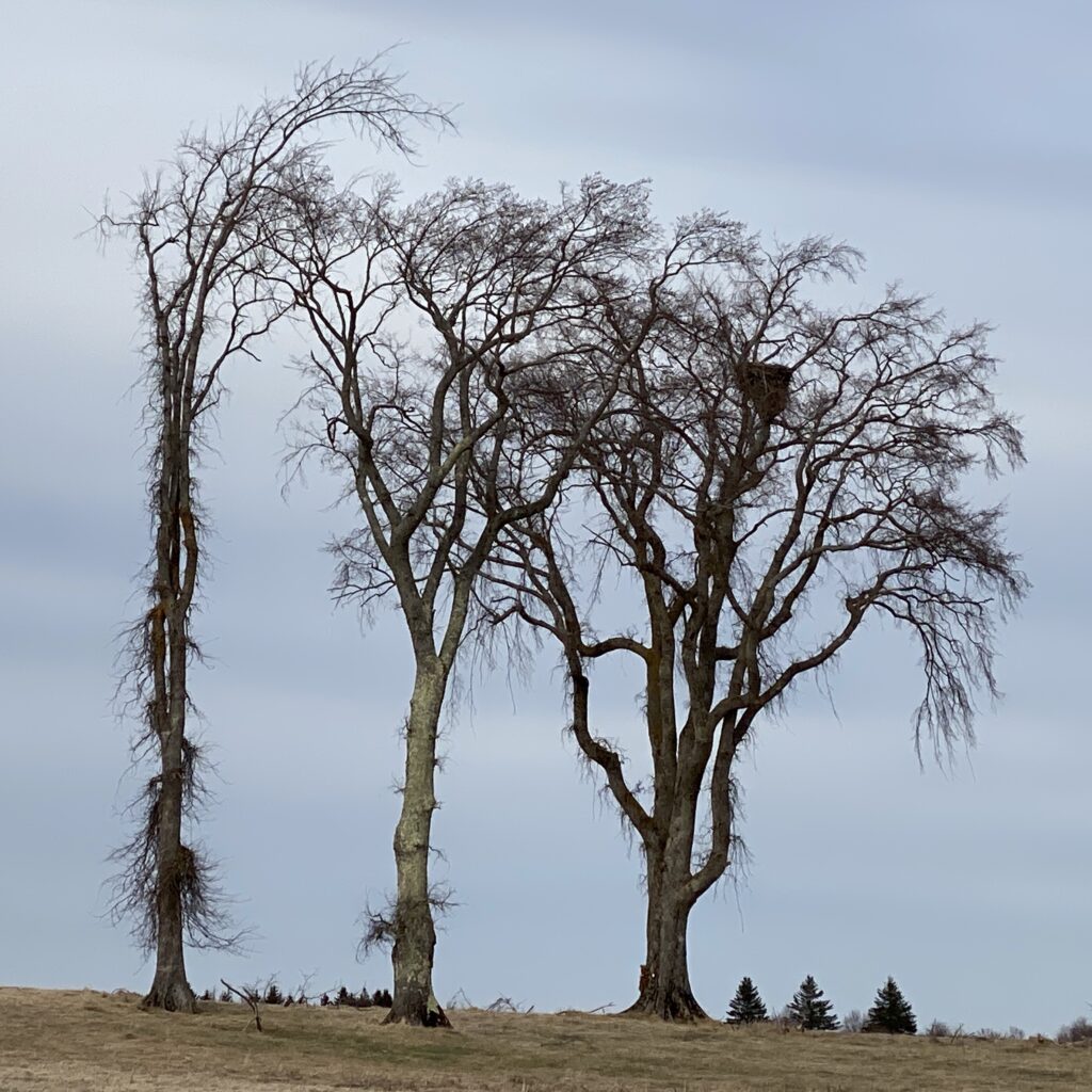 Three American Elm trees stand in a field.