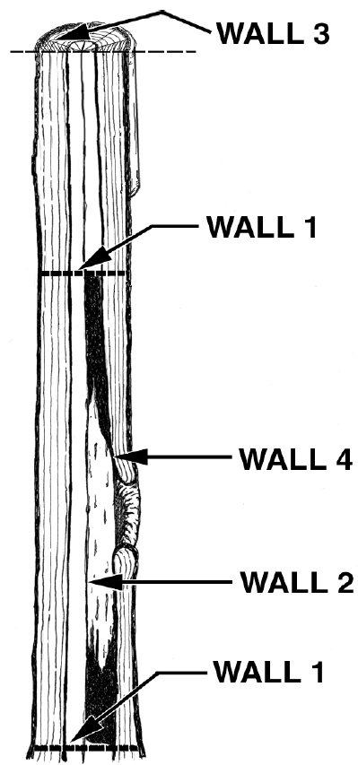 An illustration of the four types of walls that form after a tree is injured.