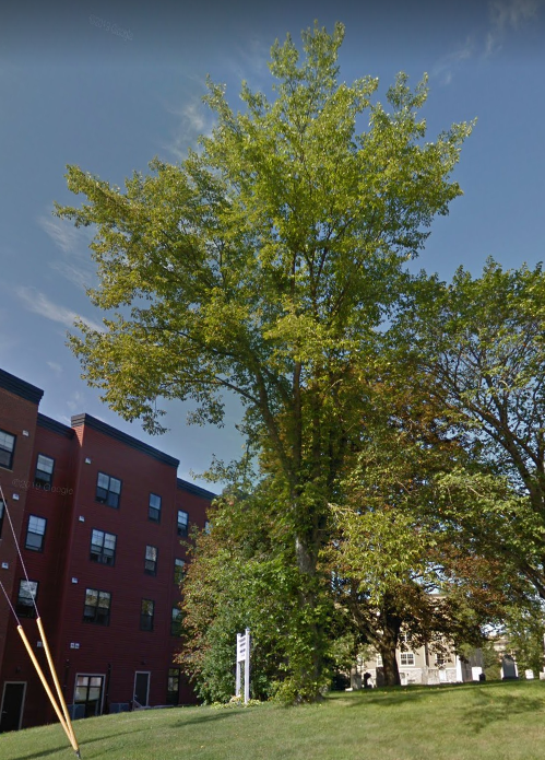 A Google Maps screenshot of an elm tree.