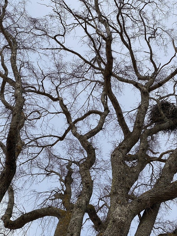 A view of a nest in an elm tree from the base of the trunk.