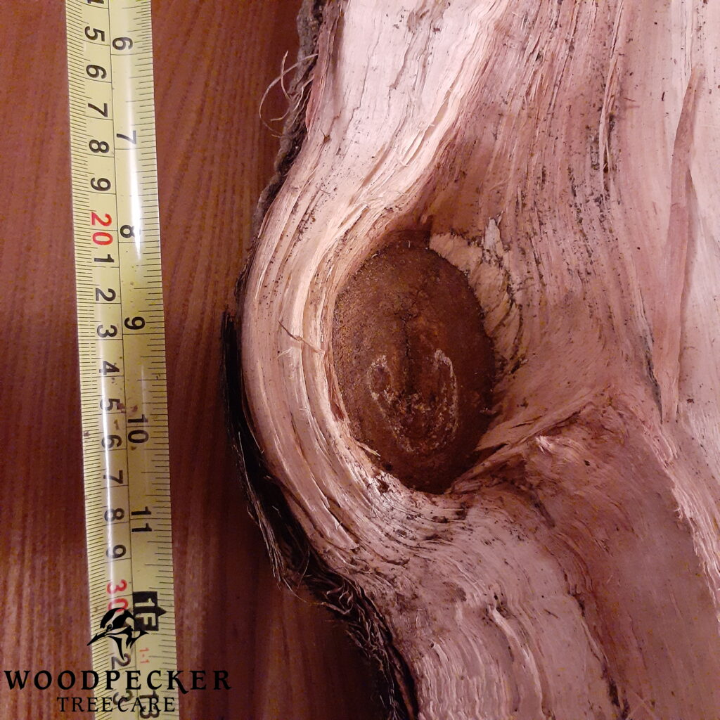 The inside of a poplar log.