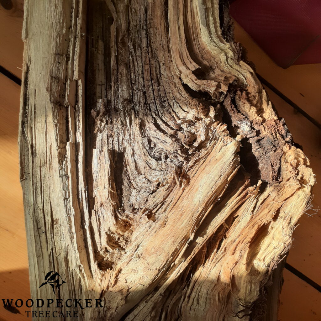 A decaying log of poplar.