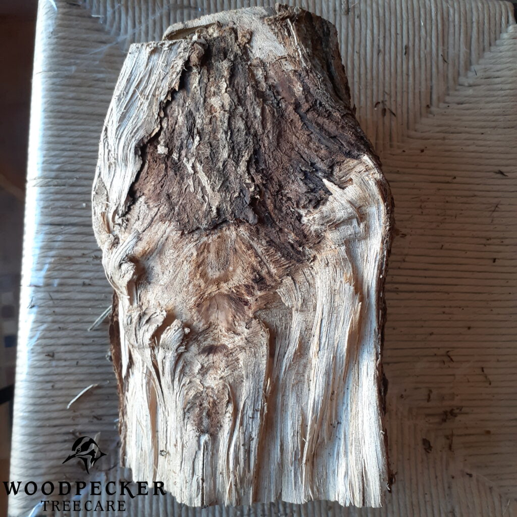 The underside of an elm log.