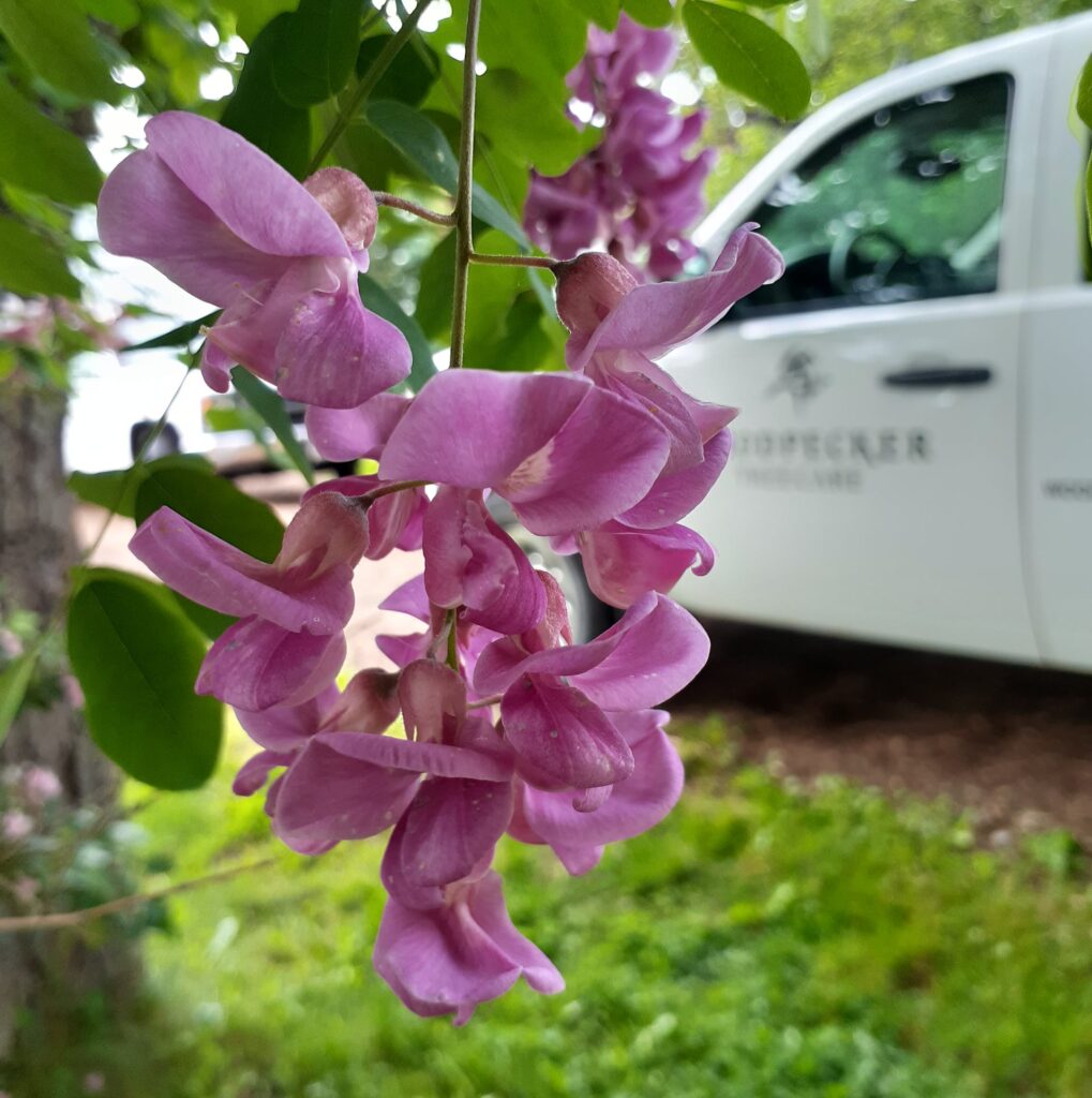 A pink locust flower in front of a Woodpecker Tree Care vehicle.
