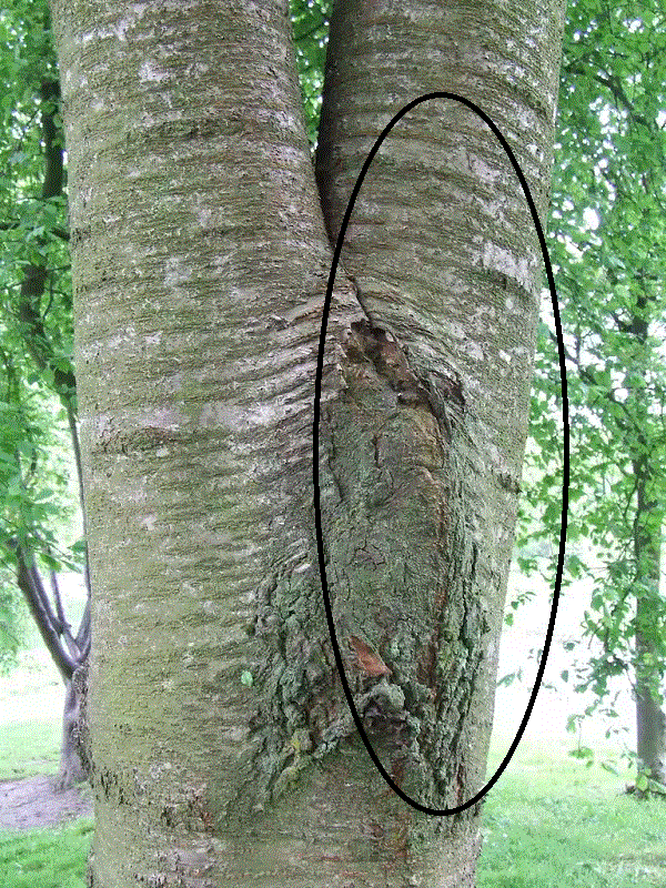 A photo of a codominant stem with one stem circled.