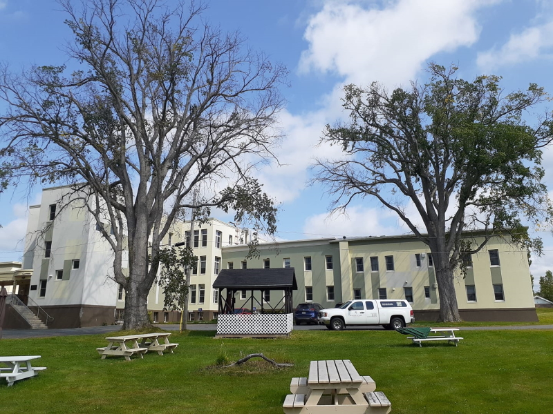 Two sick elm trees in a courtyard.