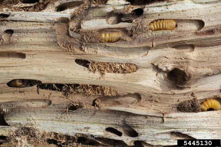 The inside of a black locust log infested with locust borer larvae.