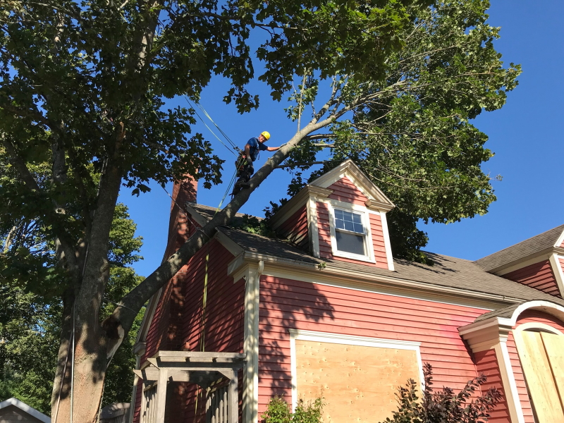A tree climber is on a tree branch that is lodged in a roof.