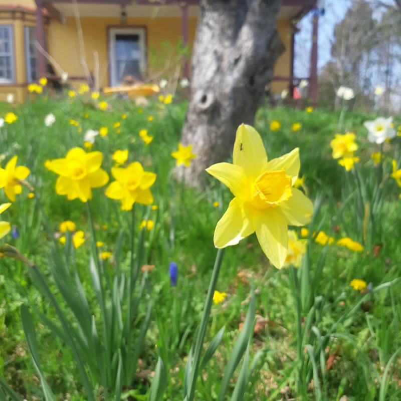A lawn of daffodils
