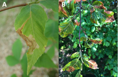 An image of leaves damaged by the beech leaf-mining weevil.