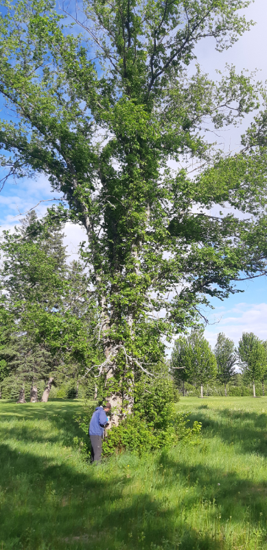 Rory injects an elm.