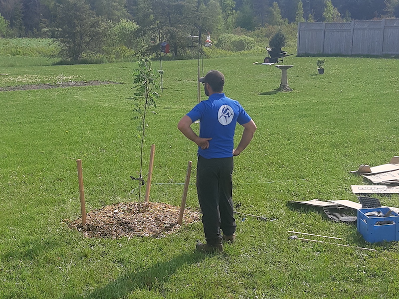 Rory stands with his hands on his hips. He is looking at a mountain ash sapling staked in the ground. 