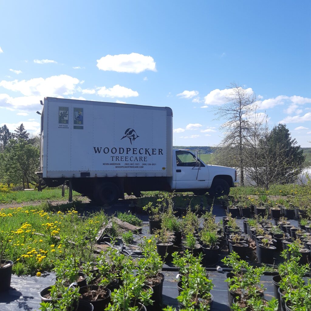 A Woodpecker truck among nursery pots