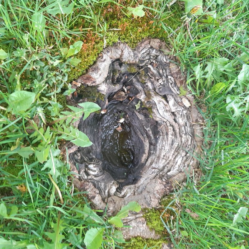 A tree root damaged by repeated lawn mower use.
