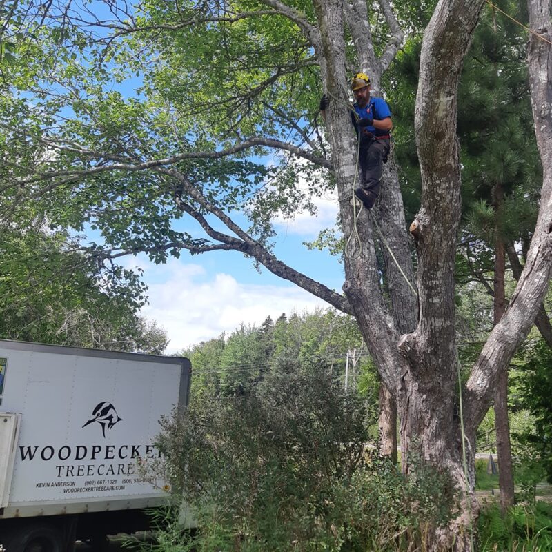 John climbs a red maple.