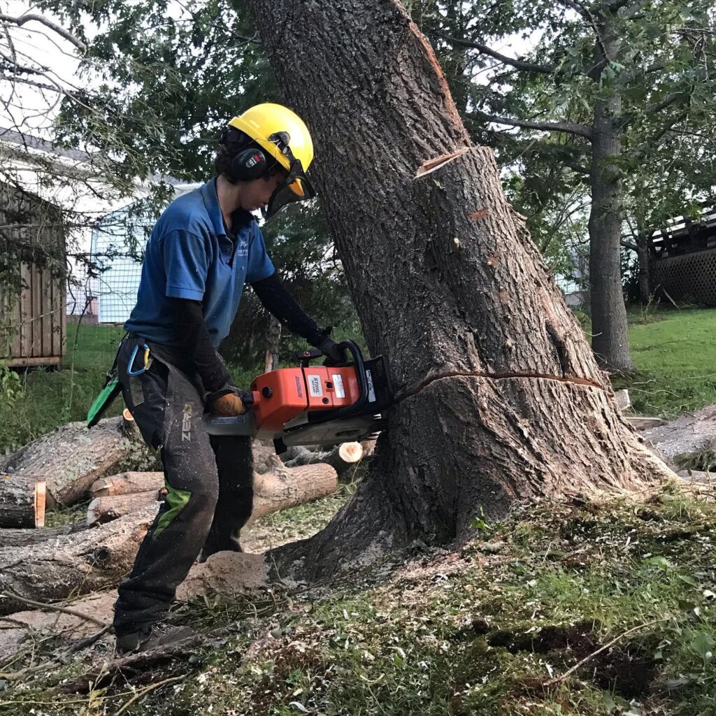 Meg uses a chainsaw to cut down a tree.