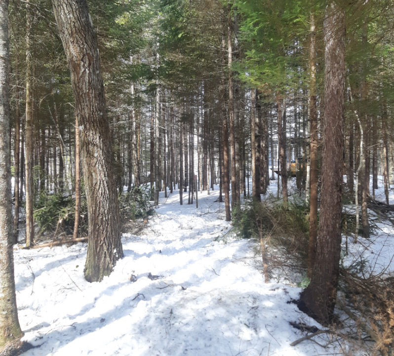 A snowy path through a forest