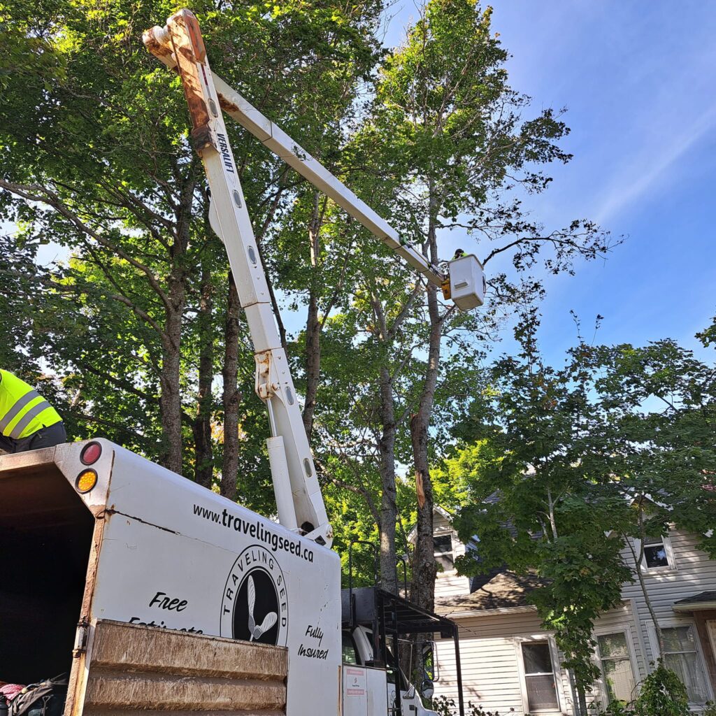 A bucket truck emblazoned with Traveling Seed Tree Care's logo lifts a climber in florescent yellow/green into a tree's canopy.