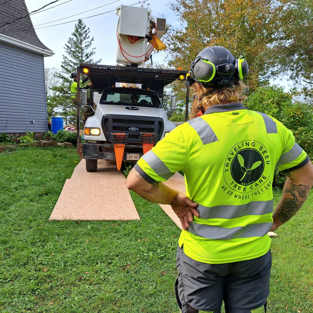 A person stands with their back to the camera and their hands on their hips, facing an oncoming bucket truck. They are wearing a helmet with ear protection (unequipped), and a yellow/green fluorescent shirt emblazoned with Traveling Seed Tree Care's logo. The bucket truck is driving onto plywood, which is laid on grass.