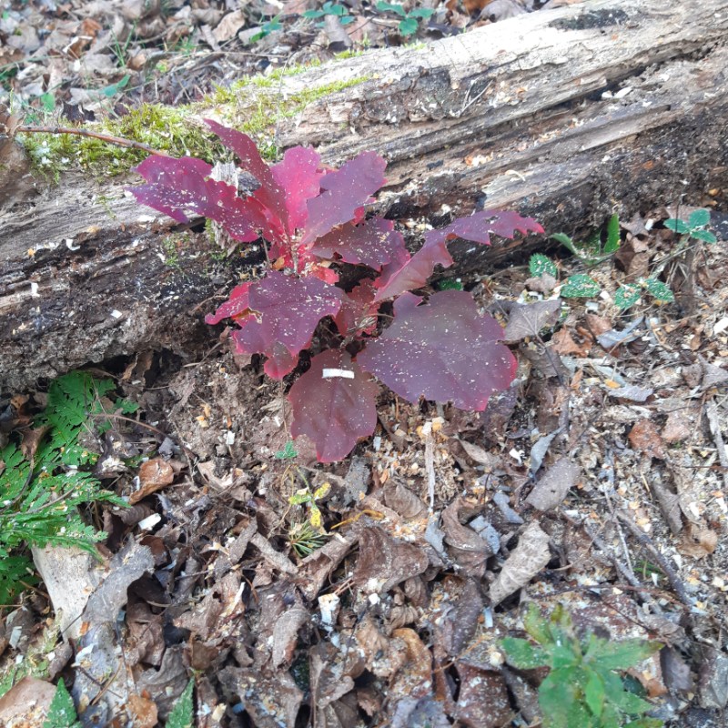 A small volunteer red oak.