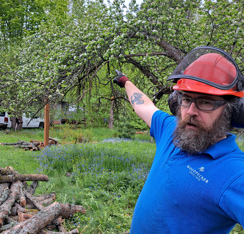 John points at an apple tree