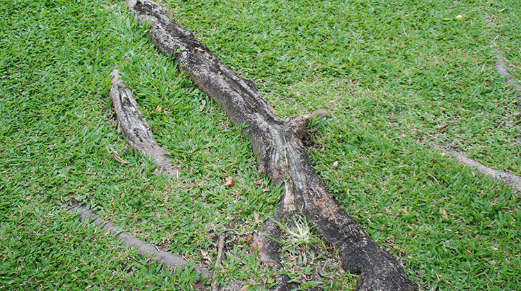 An exposed tree root with mower damage