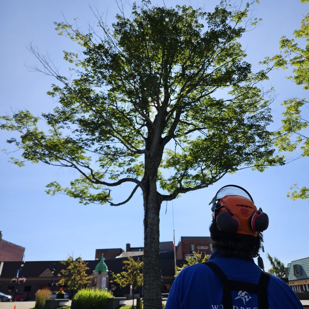 Dave looks up at a sugar maple, which is back lit. 