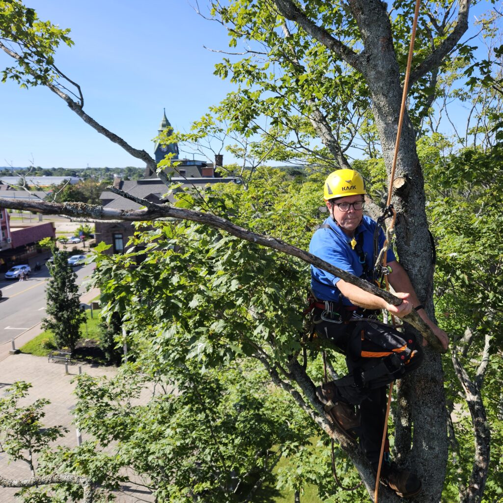 Kevin, who is tied into a tree, prepares to toss a branch to the ground. He is wearing a helmet and a climbing harness.