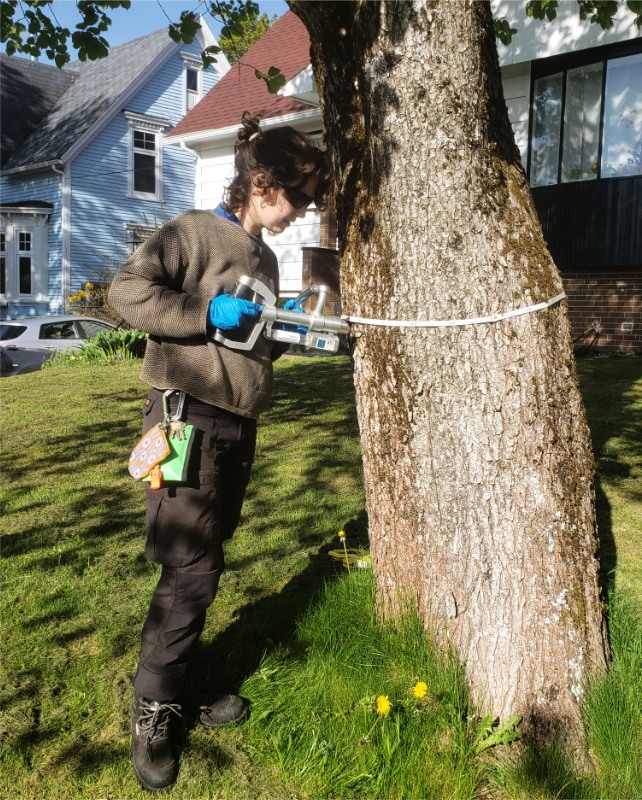 Meg injects an elm tree.