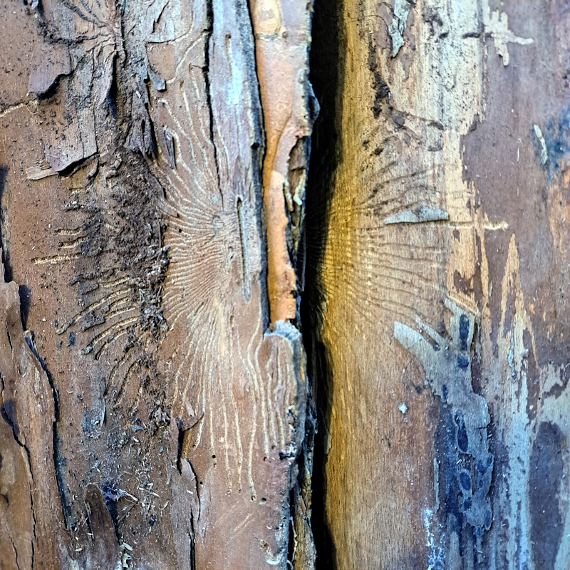 An elm bark beetle gallery in bark.