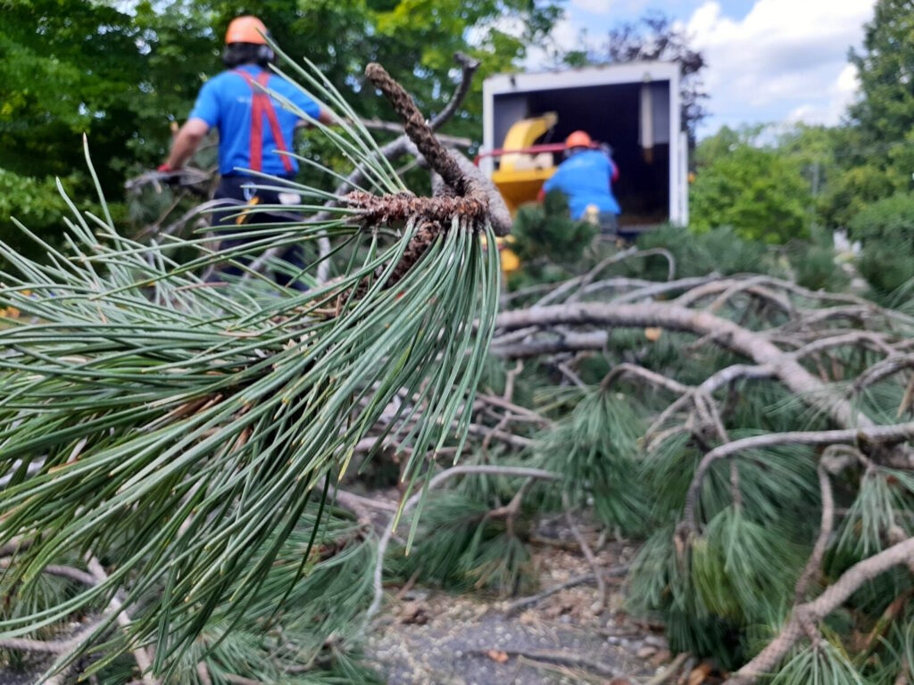 Pine boughs.