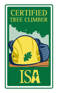 ISA-certified tree climber