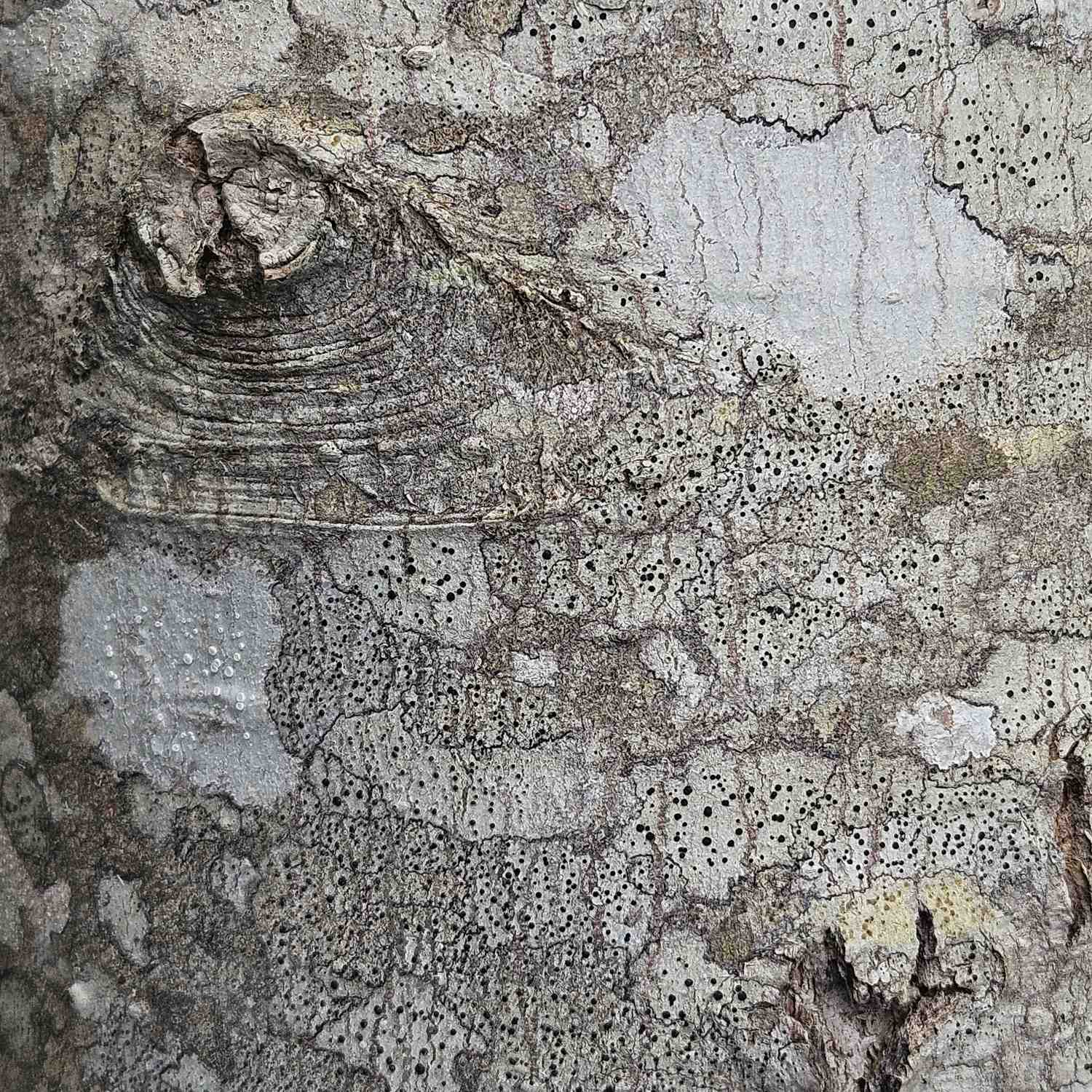 a picture of lichens growing on maple bark