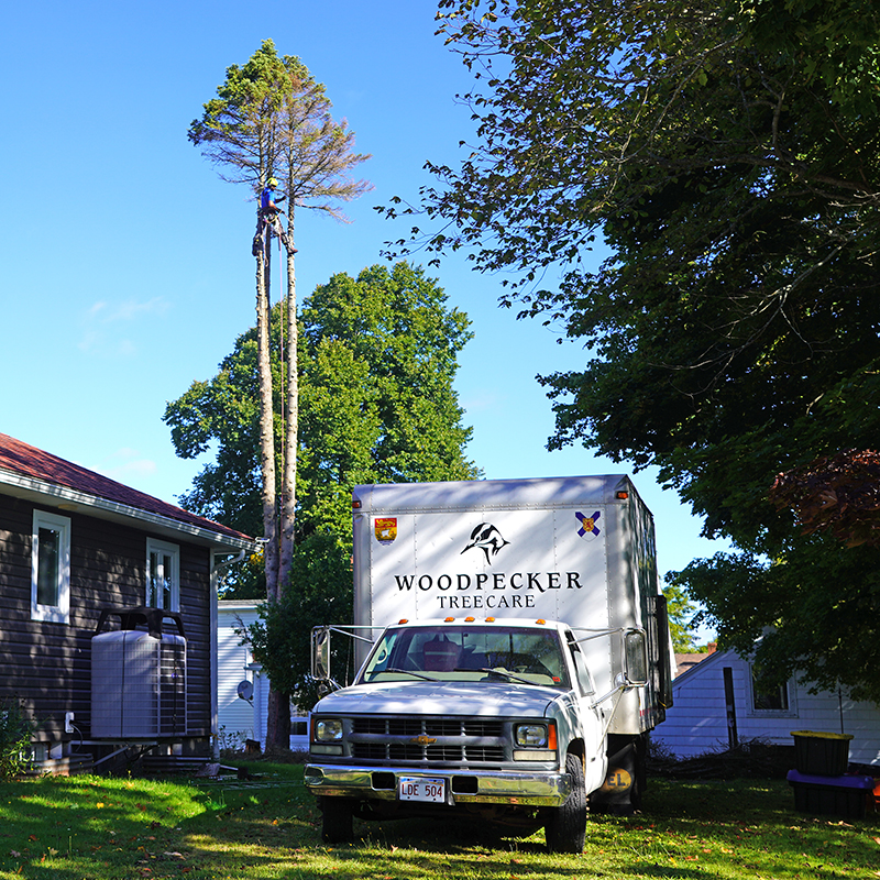 Picture of an arborist high in a spruce tree with a Chev3500 truck underneath