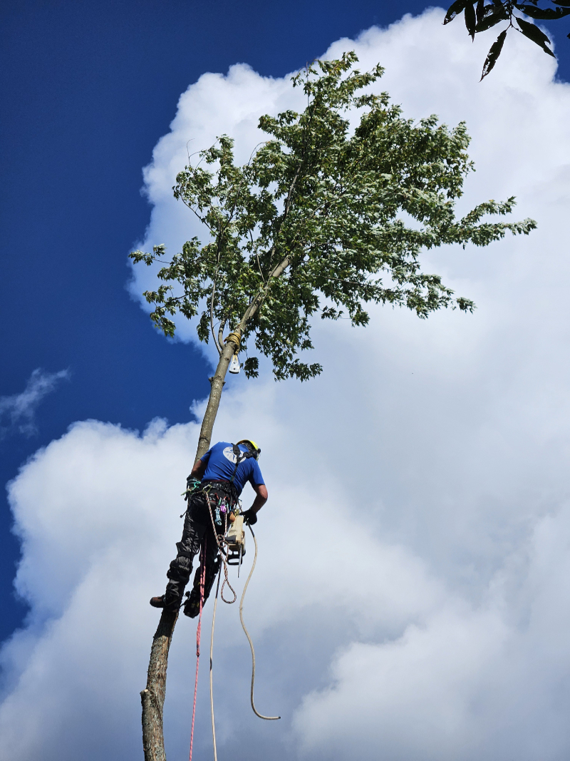 Arborist in a tree on a windy day